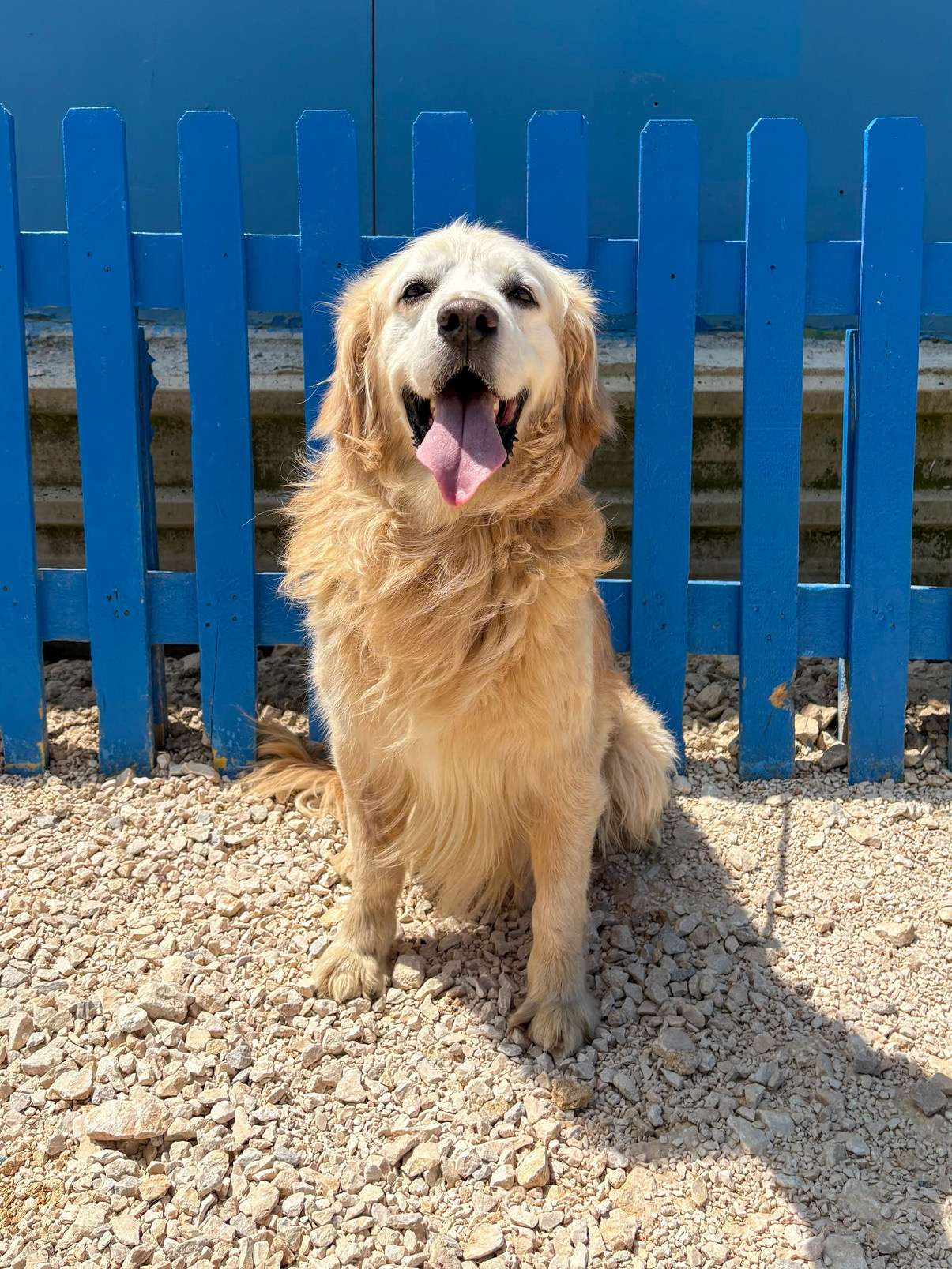 Wallace - Application Limit Exceeded 
