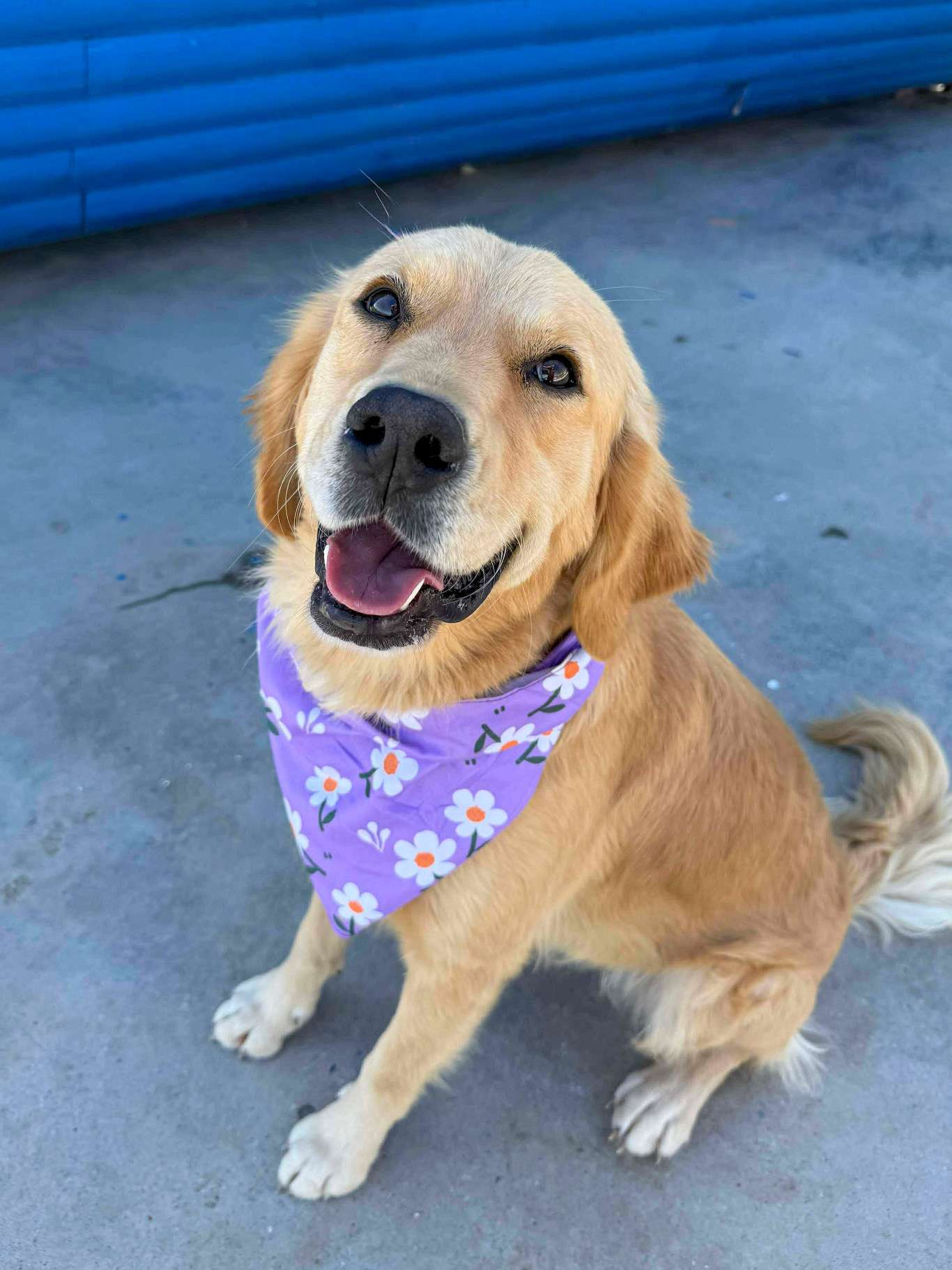 Alya - Application Limit Exceeded 