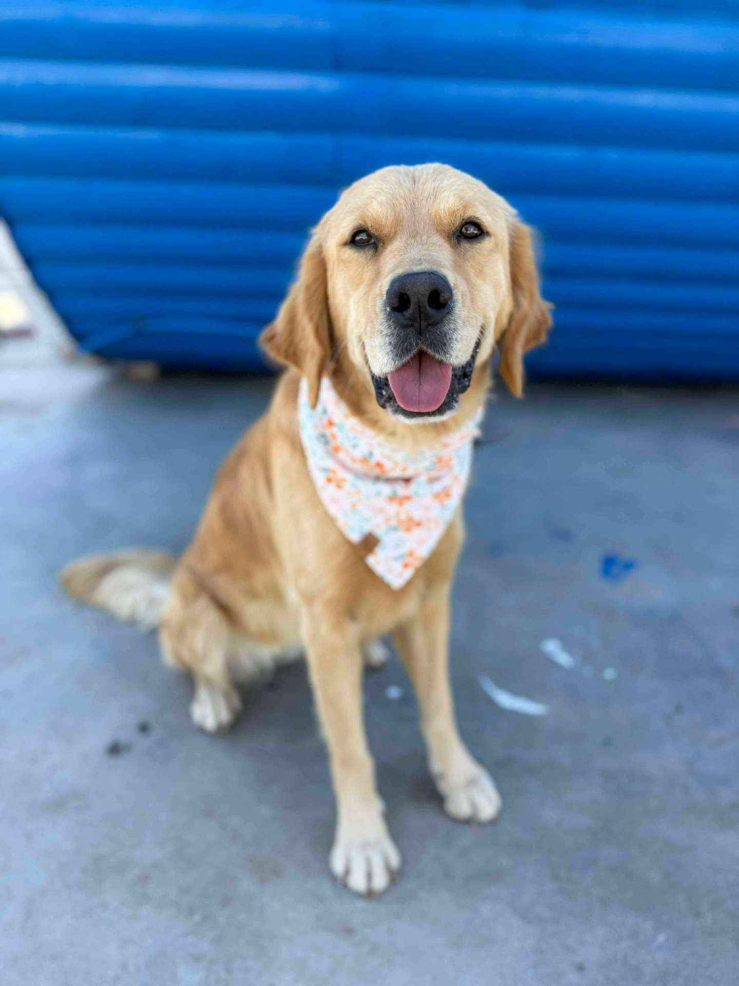 Alya - Application Limit Exceeded 