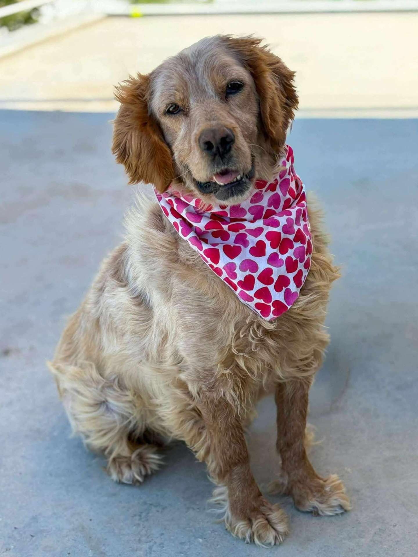 Darla APPLICATION LIMIT EXCEEDED