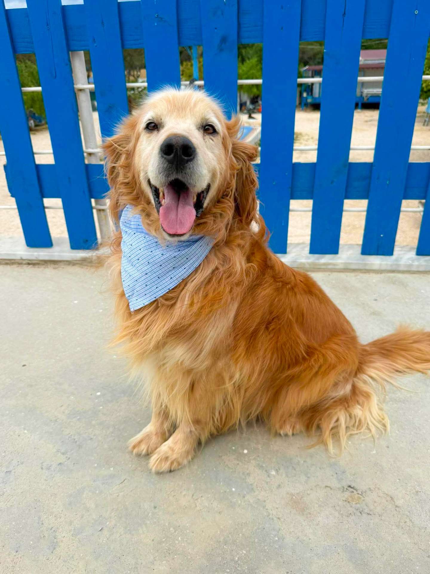 *ADOPTED* <br> Barkley 