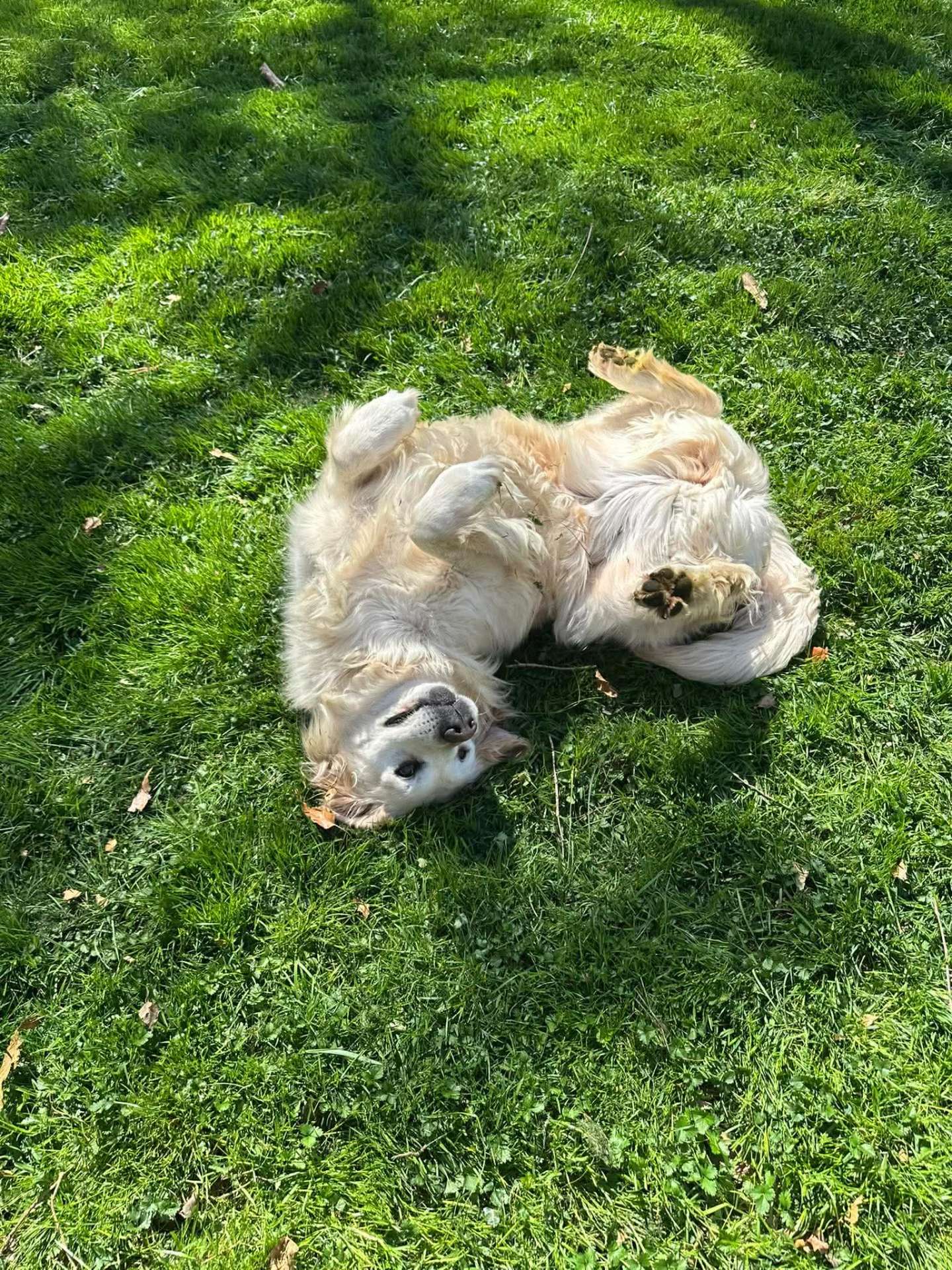 Peaches  - Application Limit Exceeded 