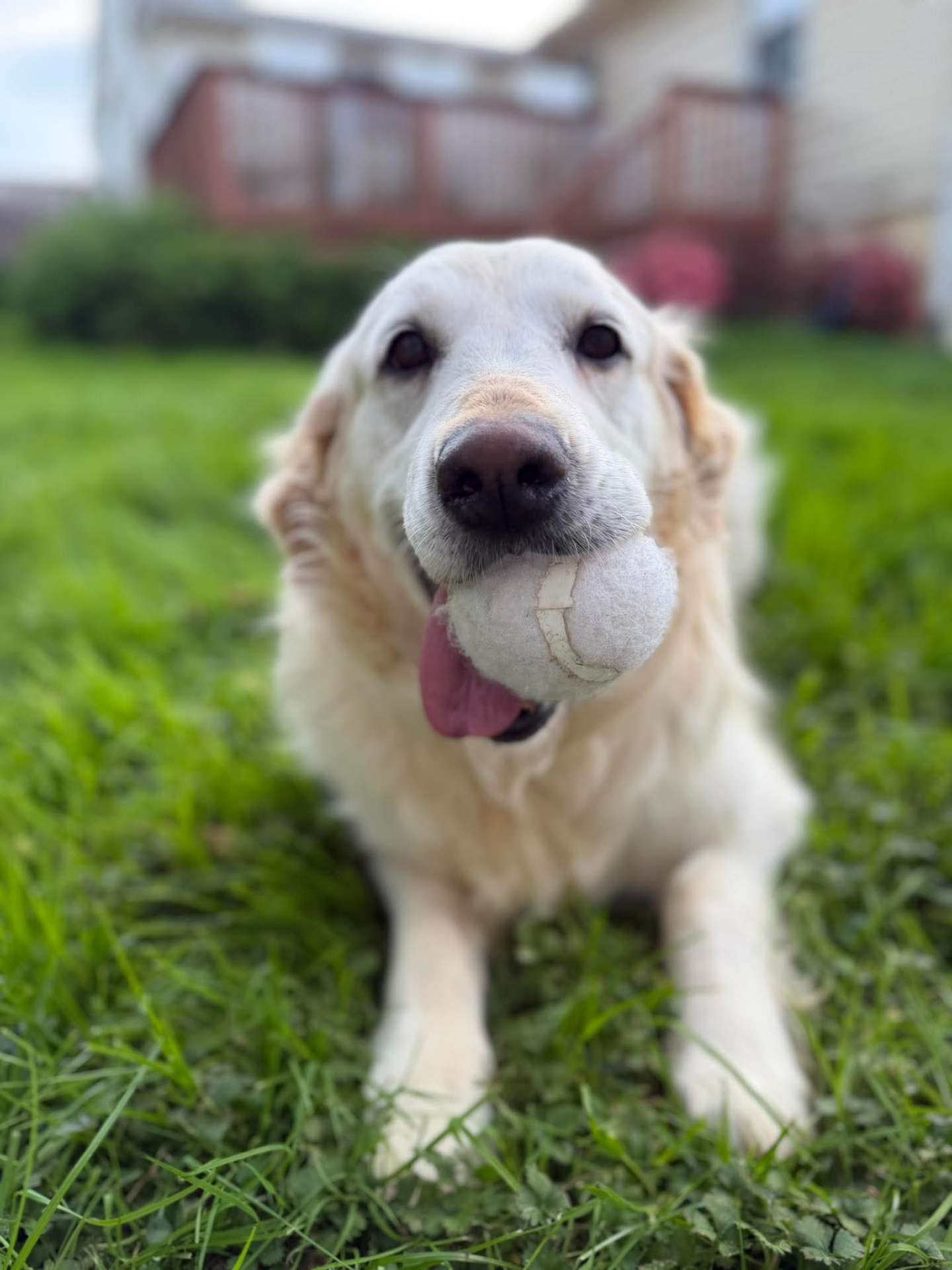 Peaches  - Application Limit Exceeded 