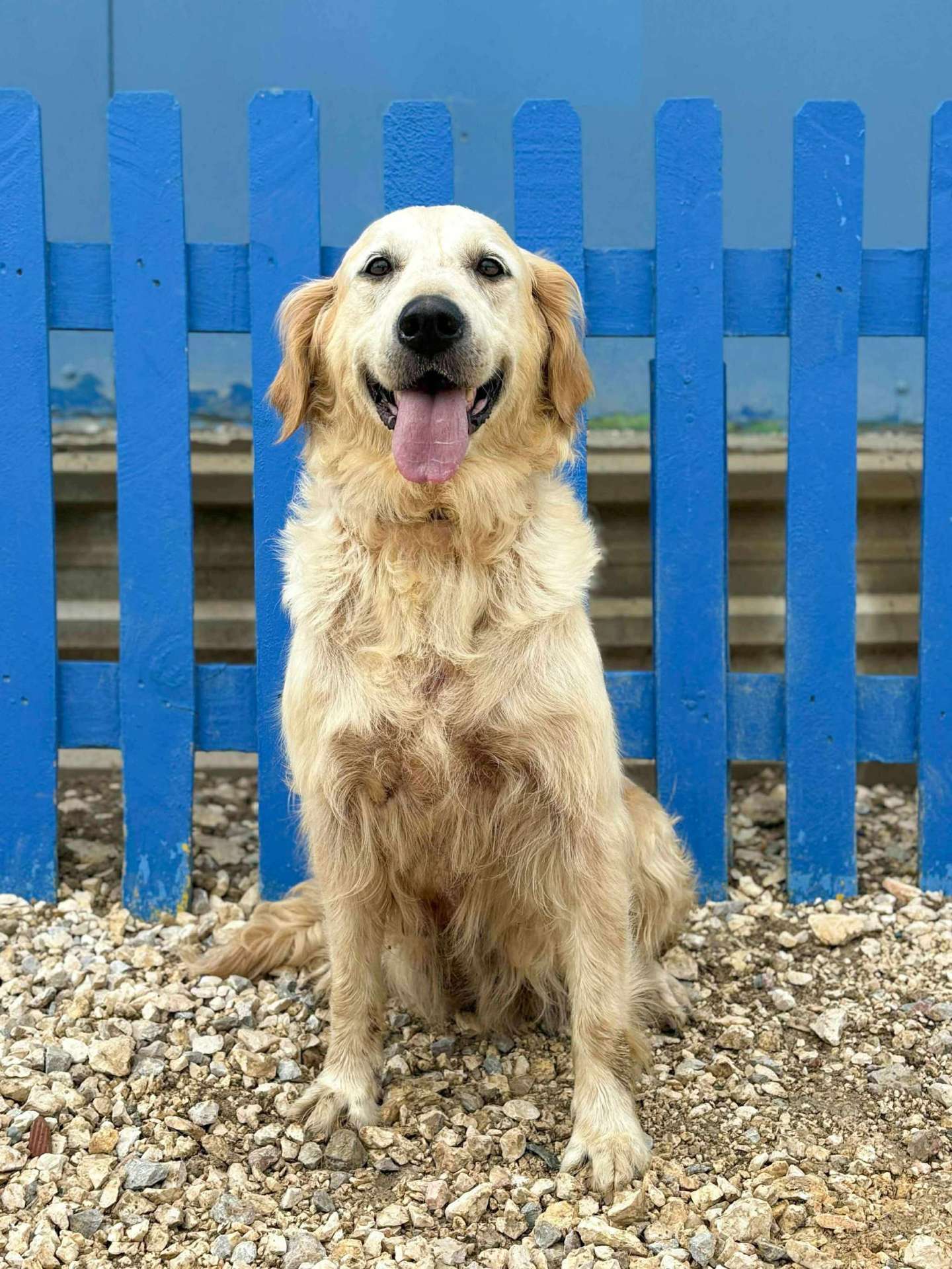 Peaches  - Application Limit Exceeded 