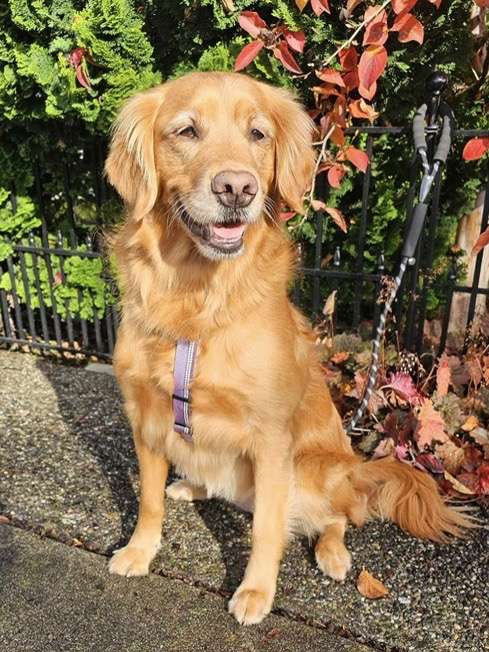 Orca - Application Limit Exceeded 