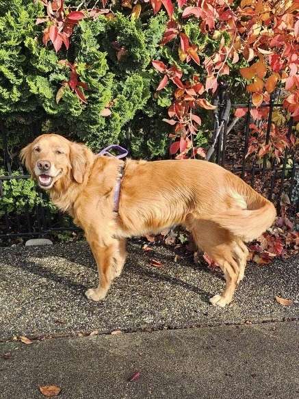 Orca - Application Limit Exceeded 