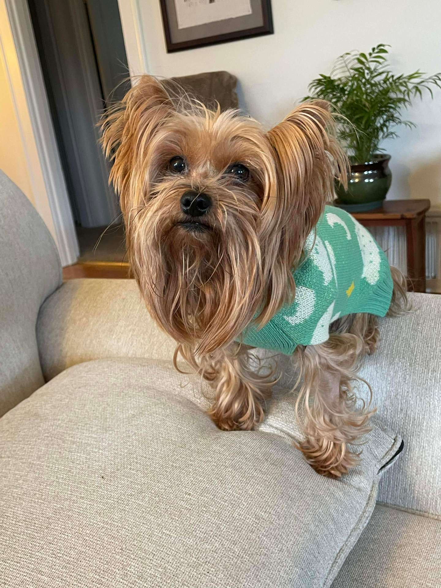 *ADOPTED* <br> Willie 