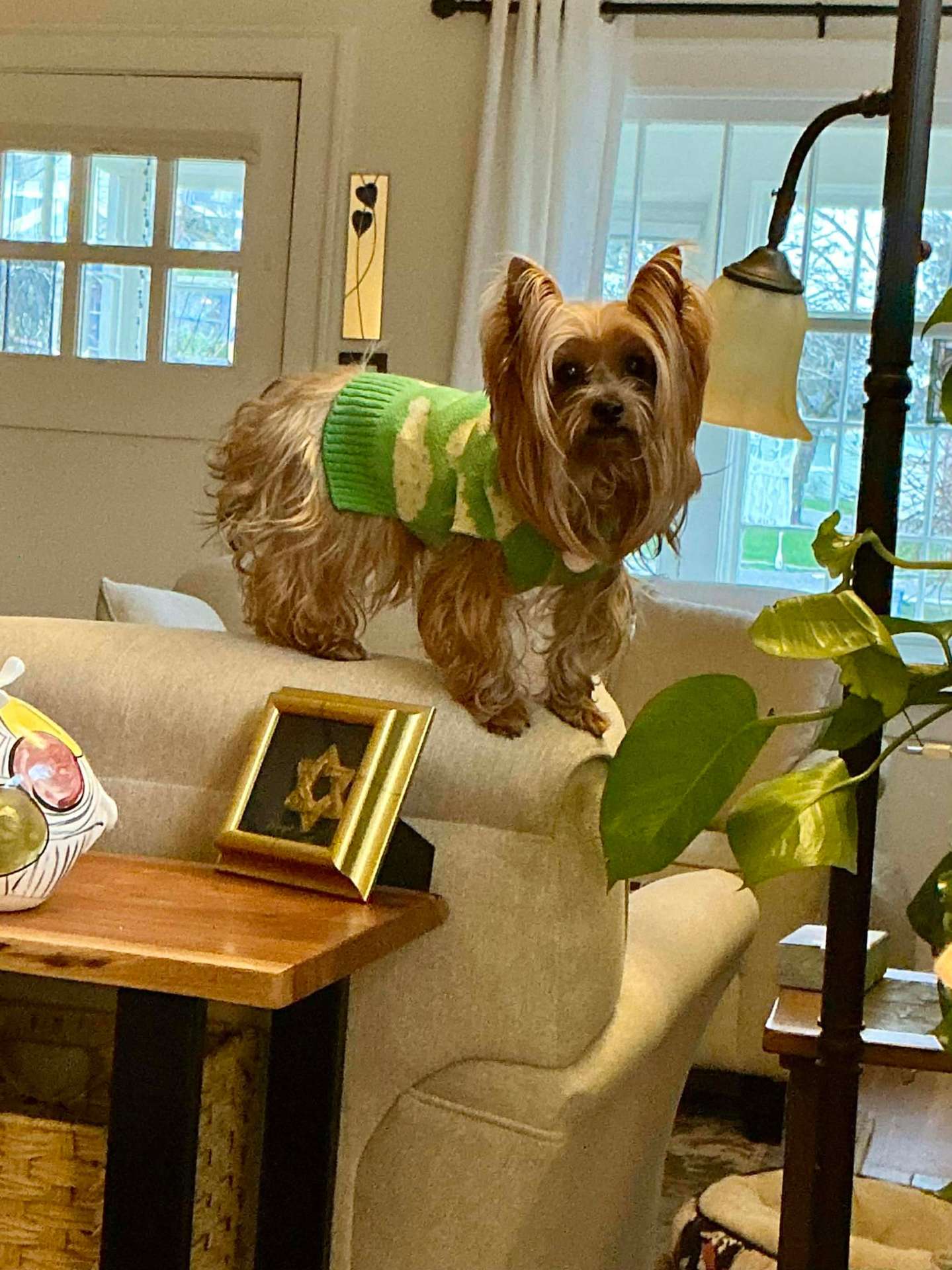 *ADOPTED* <br> Willie 