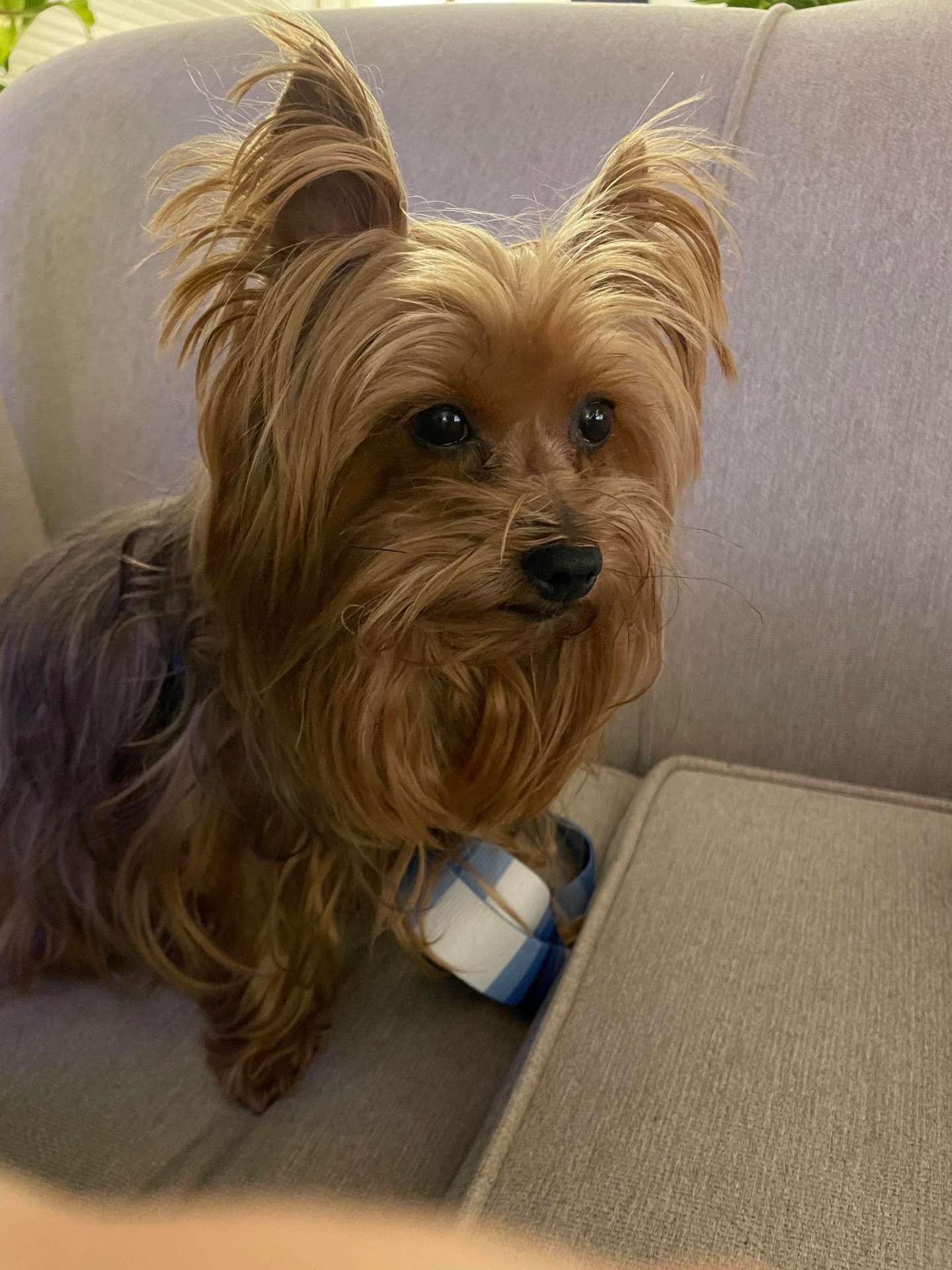 *ADOPTED* <br> Willie 