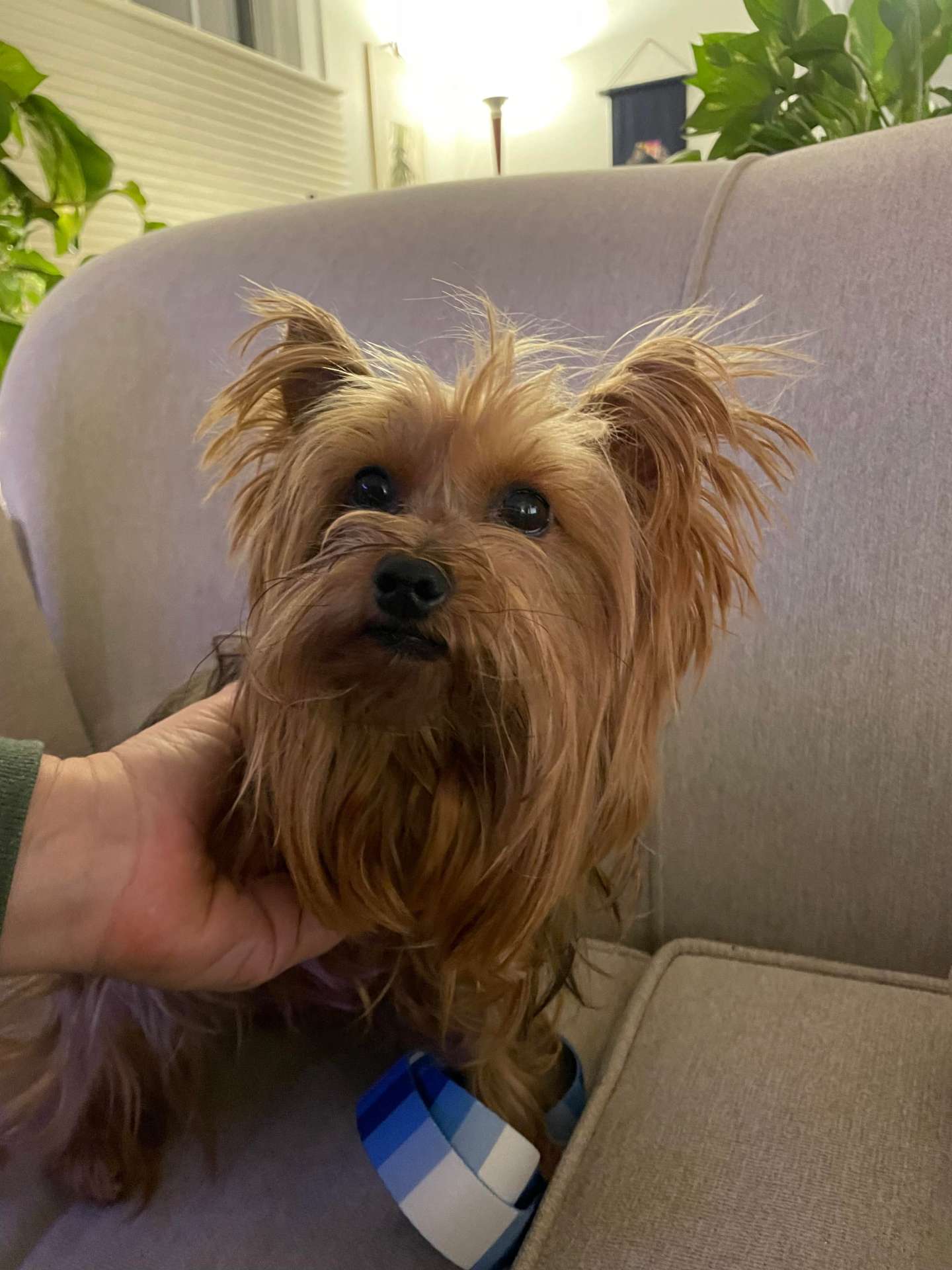 *ADOPTED* <br> Willie 