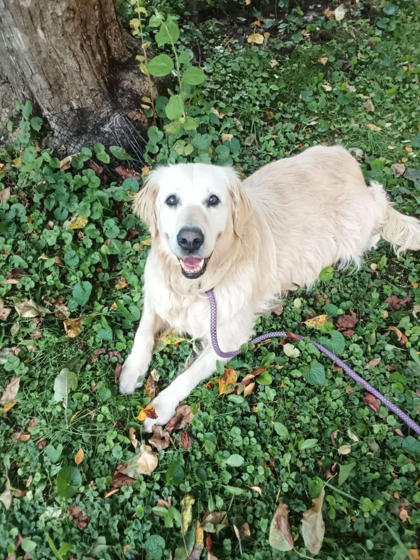Lexie 