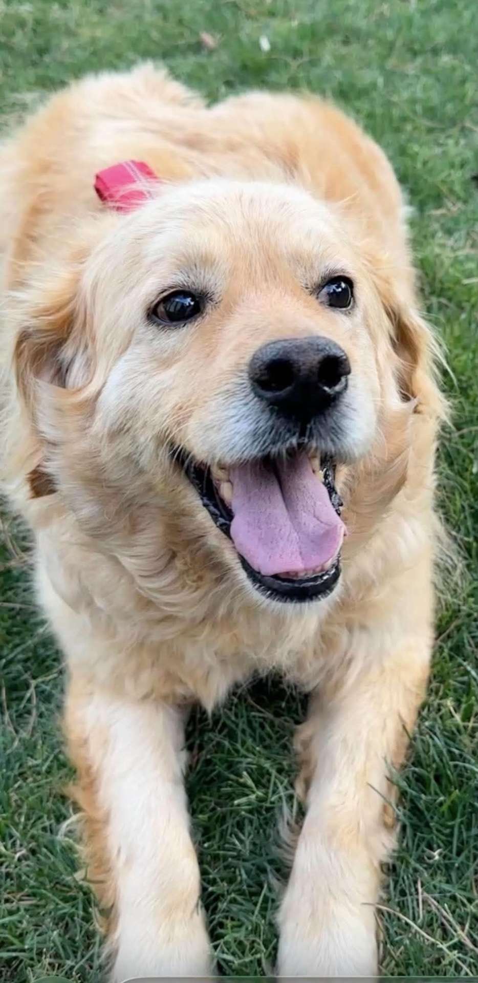 *ADOPTED* <br> Sawyer 
