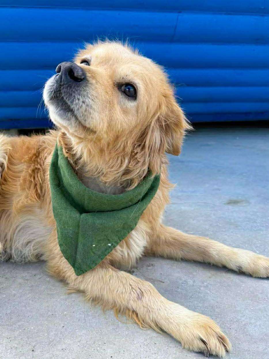 *ADOPTED* <br> Sawyer 