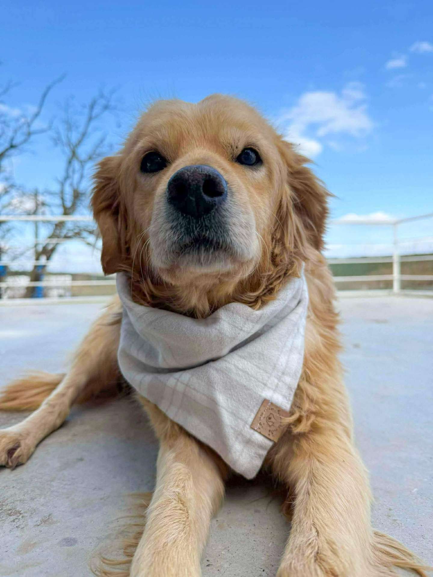 *ADOPTED* <br> Sawyer 