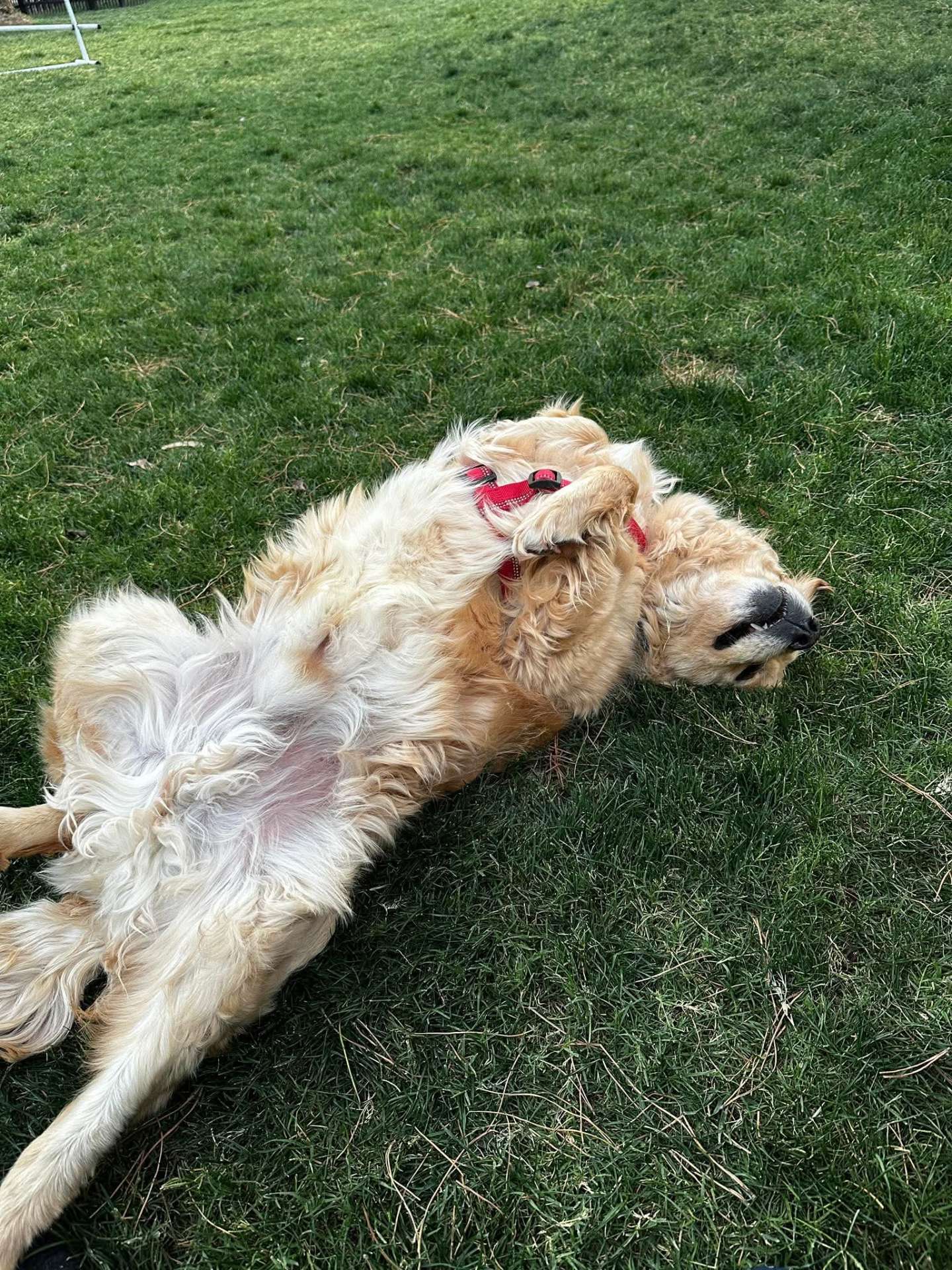 *ADOPTED* <br> Sawyer 