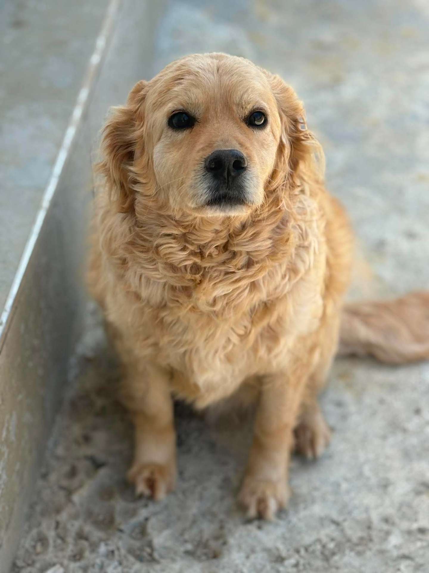 *ADOPTED* <br> Sawyer 