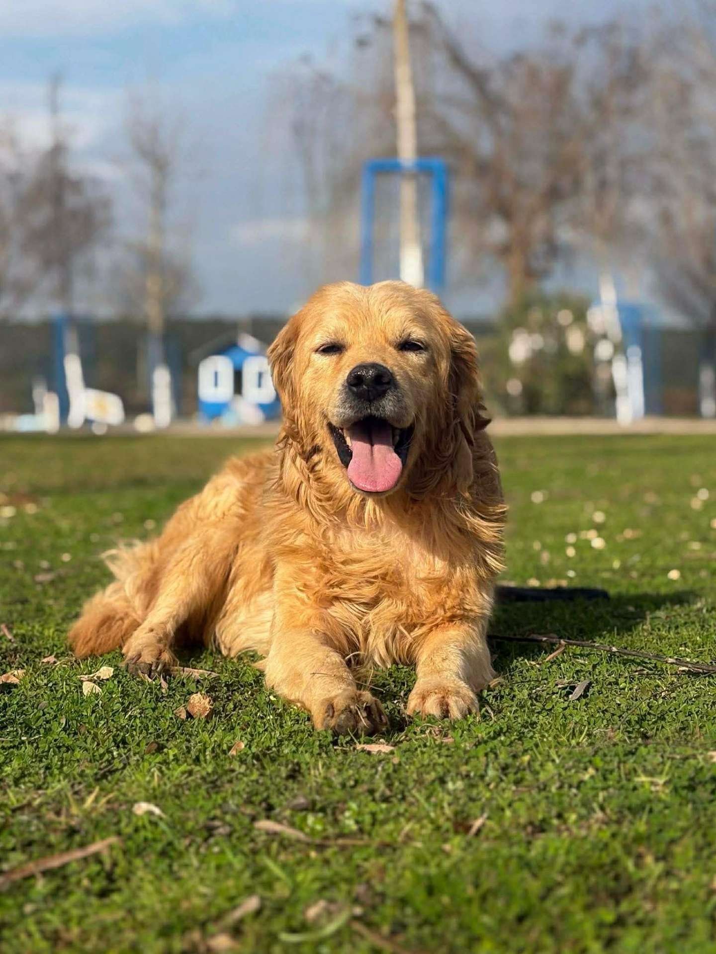 *ADOPTED* <br> Sawyer 