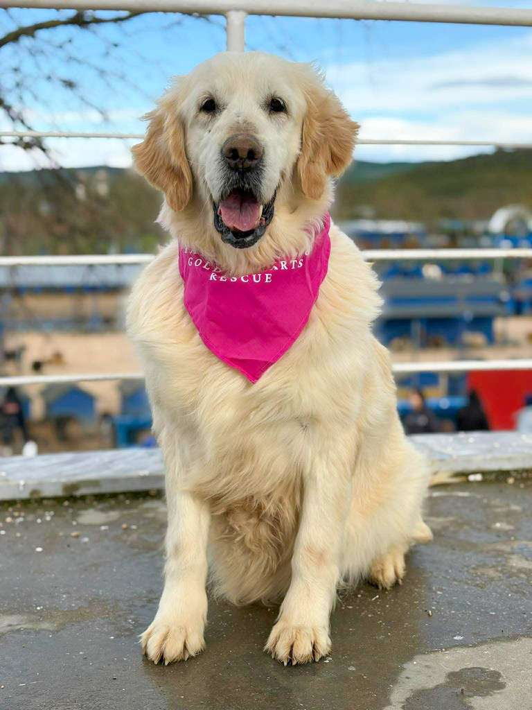 Bonita 
