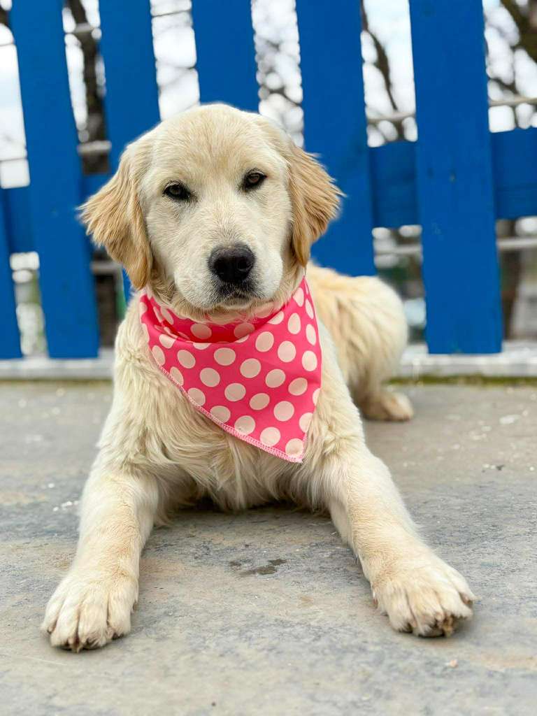 *ADOPTED* <br> Maddie