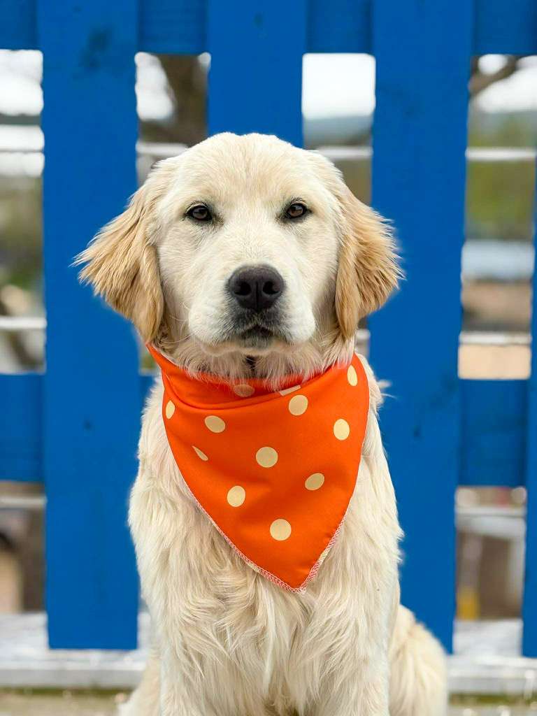 *ADOPTED* <br> Maddie