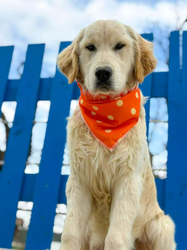 *ADOPTED* <br> Maddie