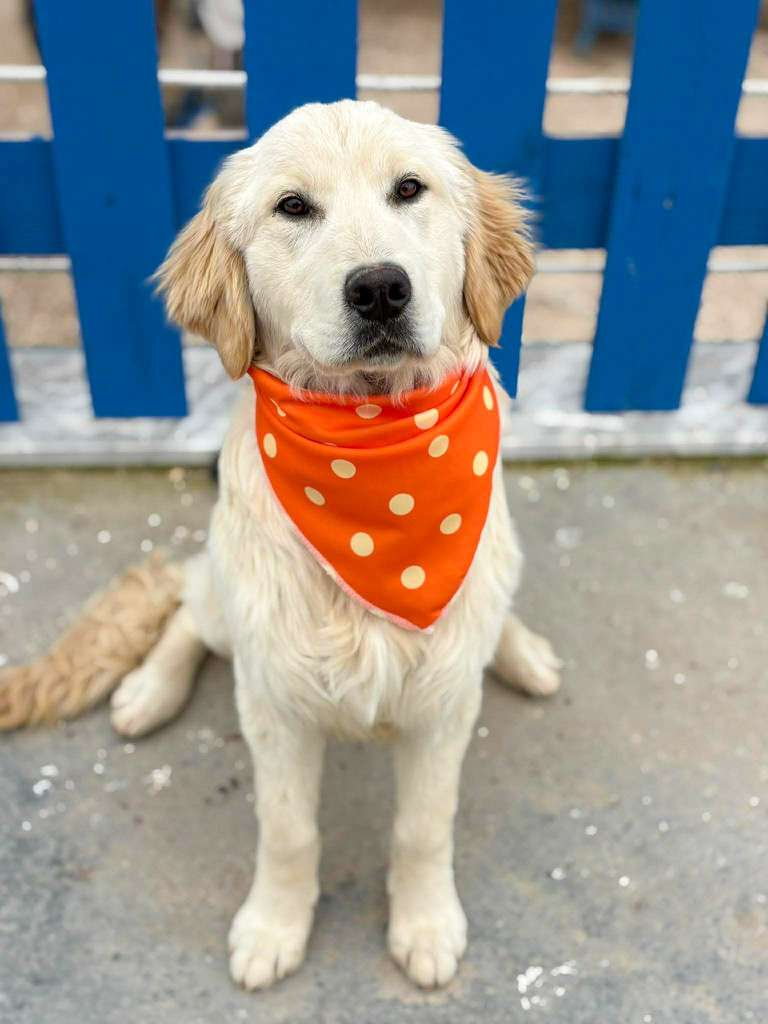 *ADOPTED* <br> Maddie