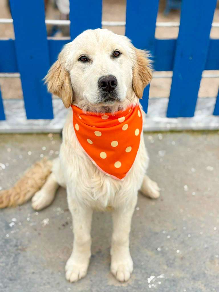 *ADOPTED* <br> Maddie