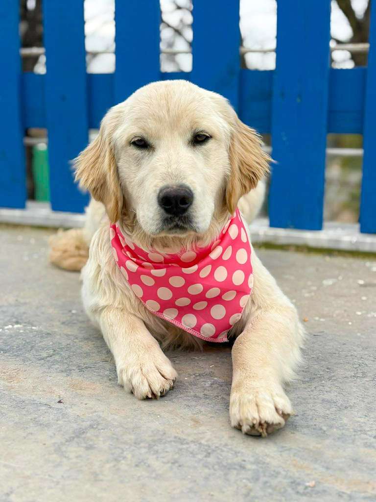 *ADOPTED* <br> Maddie