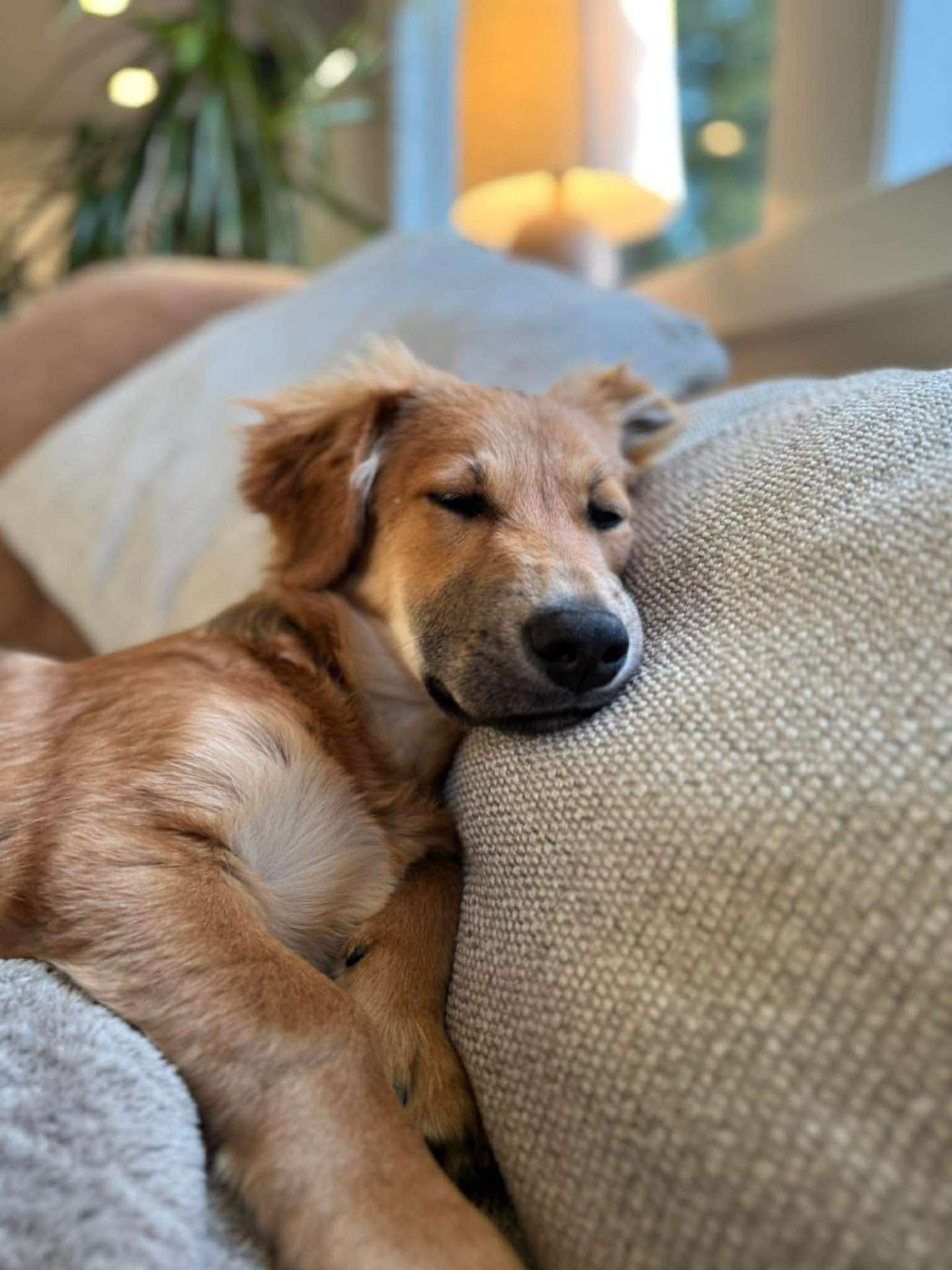 *ADOPTED* <br> Andy 