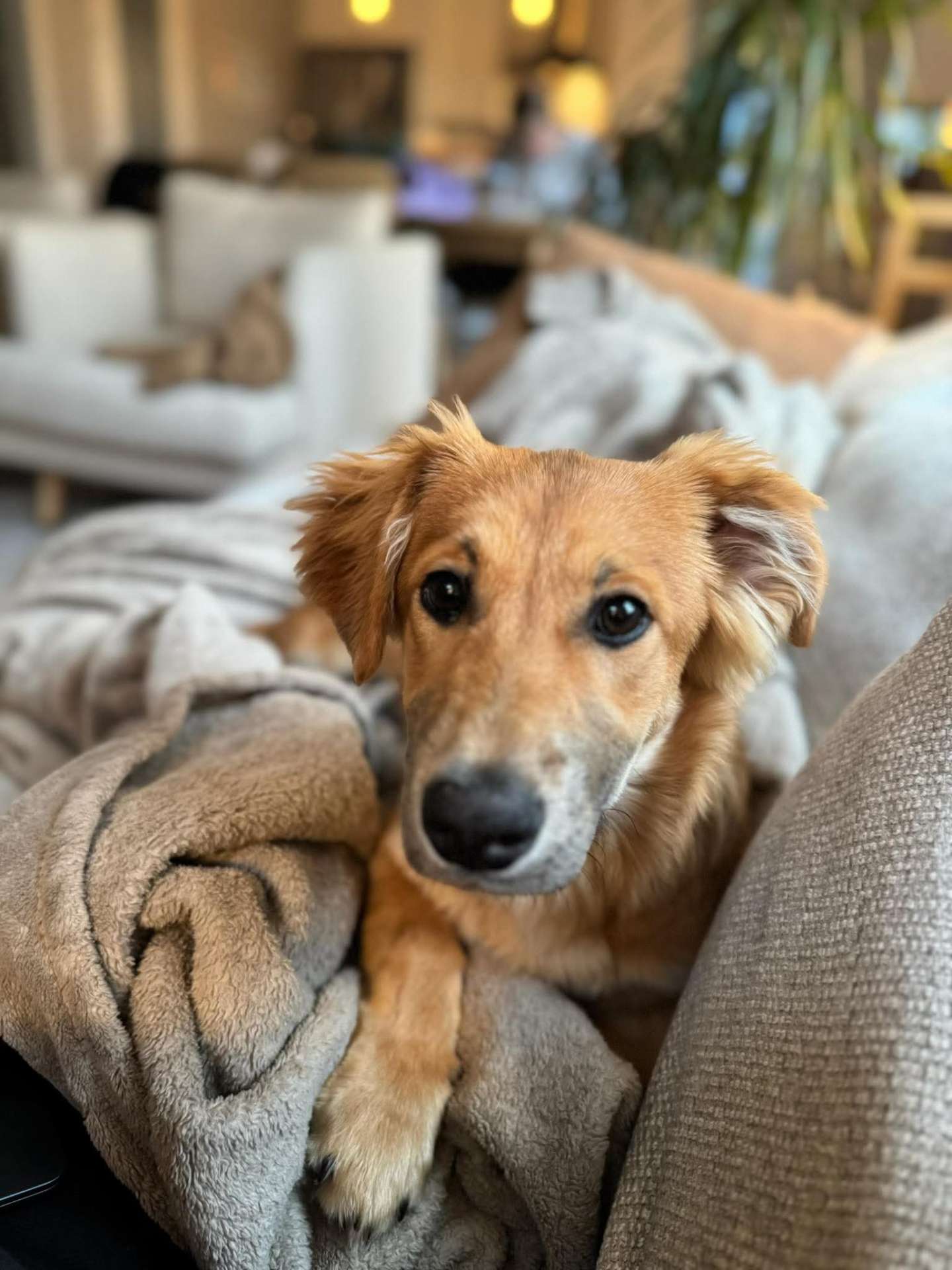 *ADOPTED* <br> Andy 