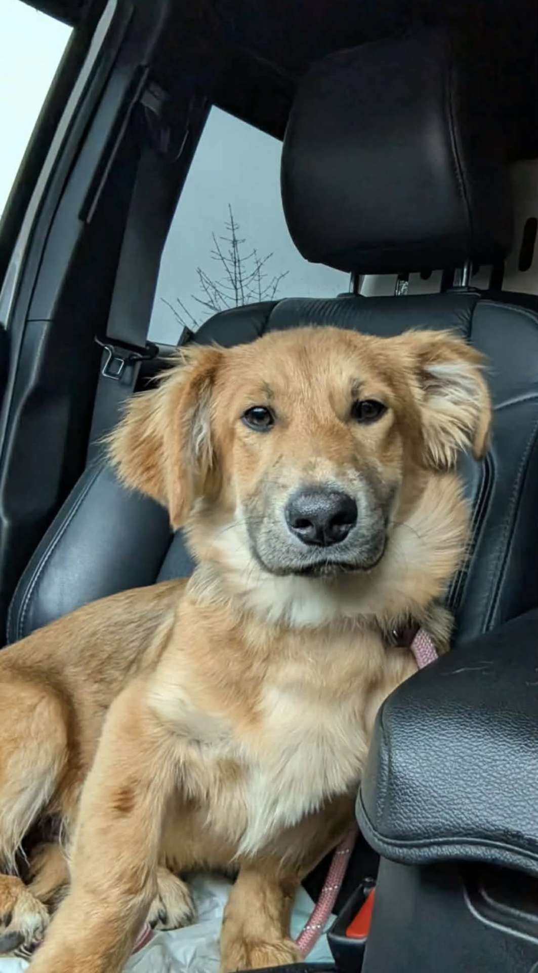 *ADOPTED* <br> Andy 