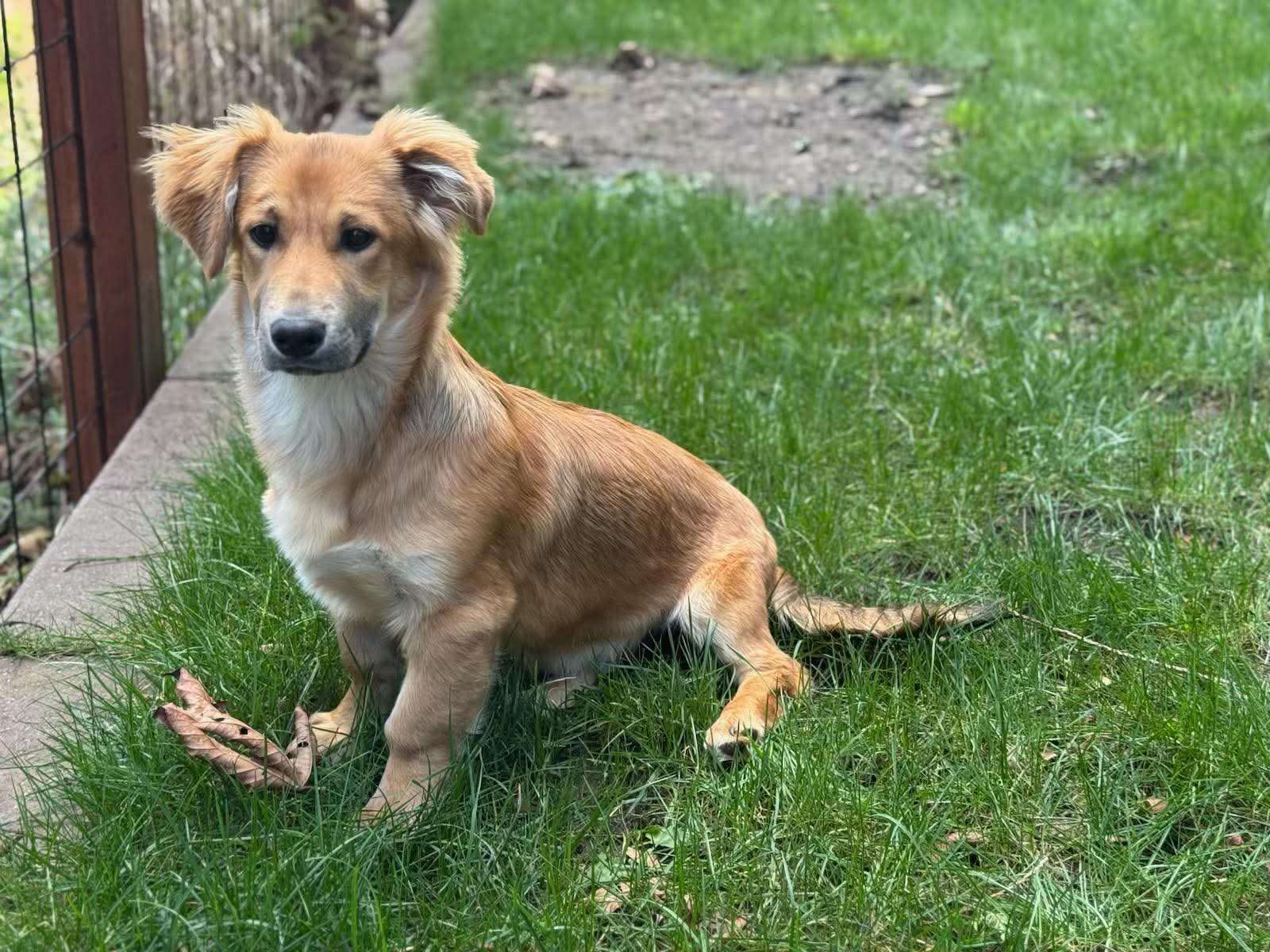 *ADOPTED* <br> Andy 