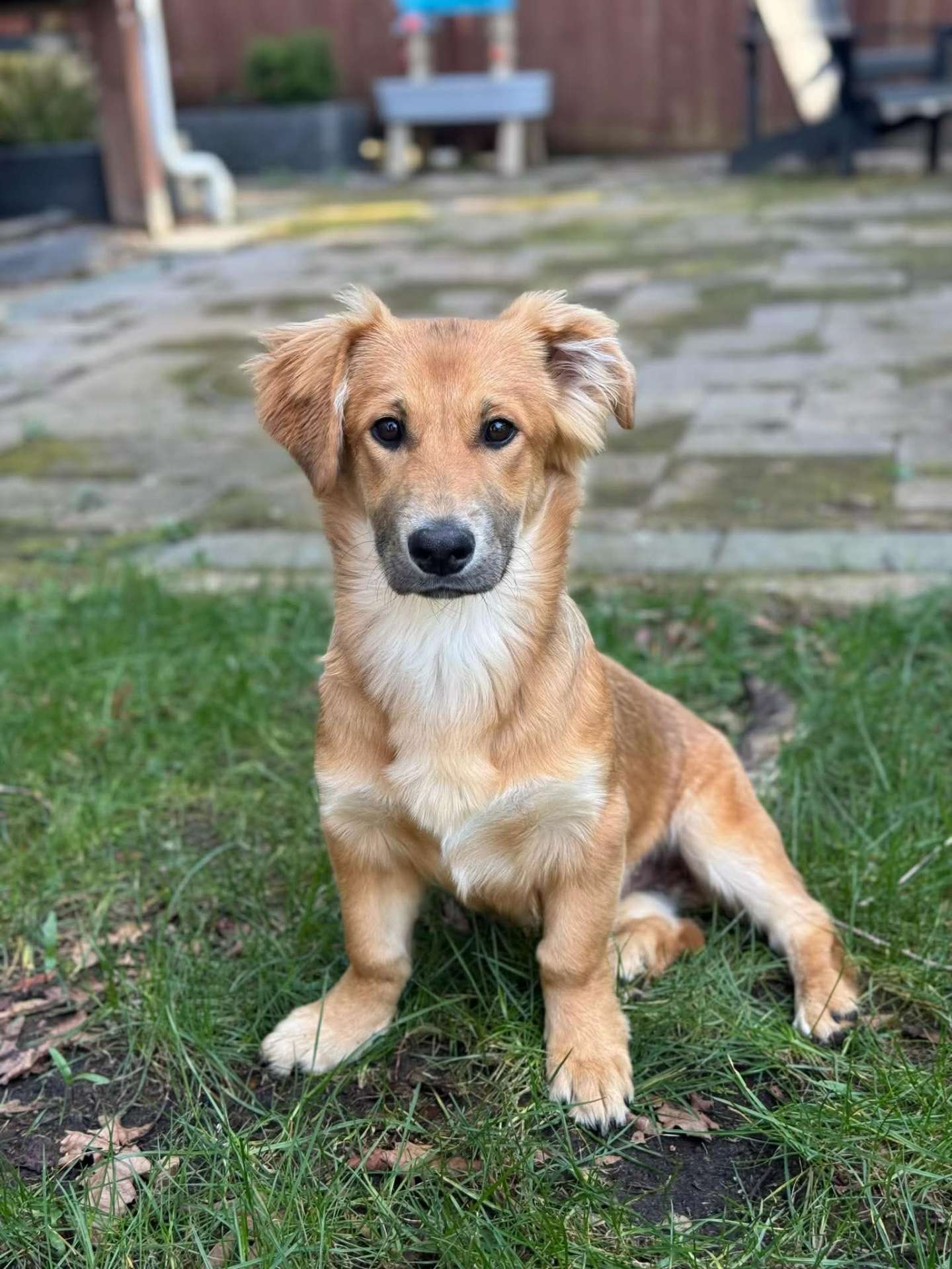 *ADOPTED* <br> Andy 