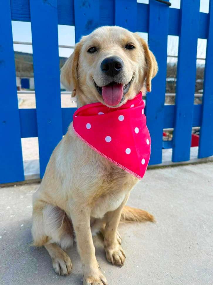 *ADOPTED* <br> Turta 