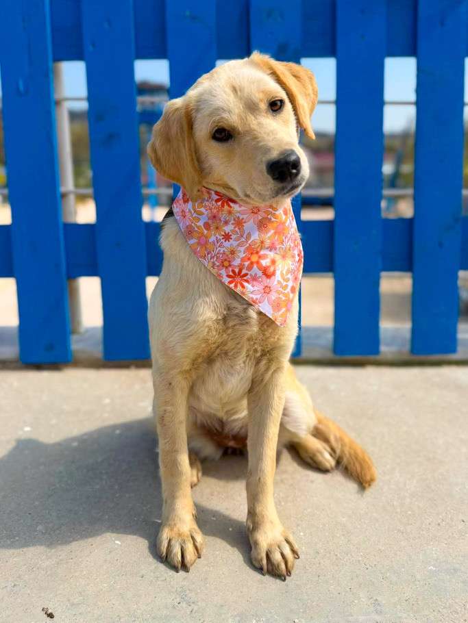 *ADOPTED* <br> Turta 