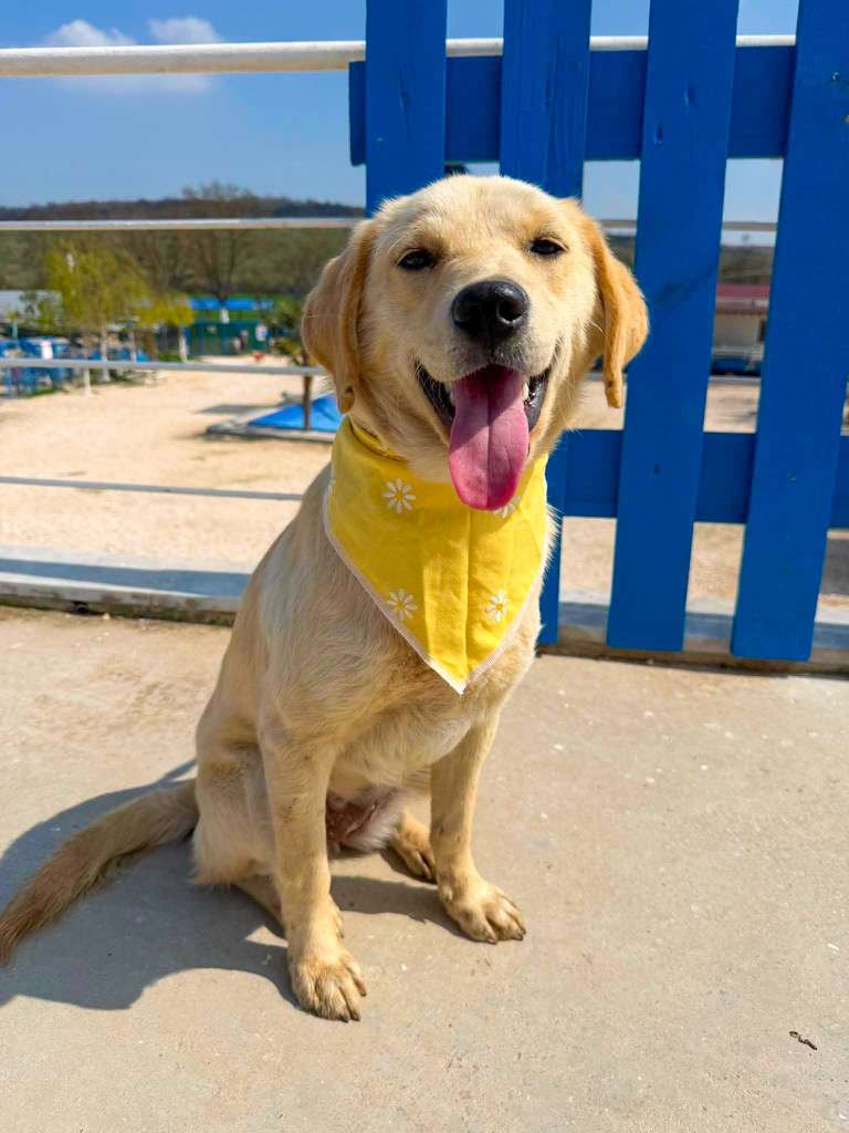 *ADOPTED* <br> Turta 