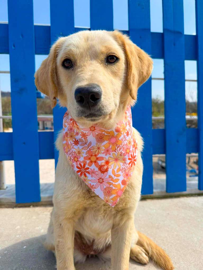 *ADOPTED* <br> Turta 