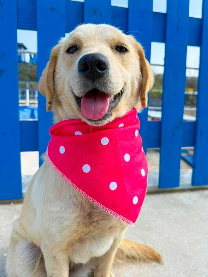 *ADOPTED* <br> Turta 