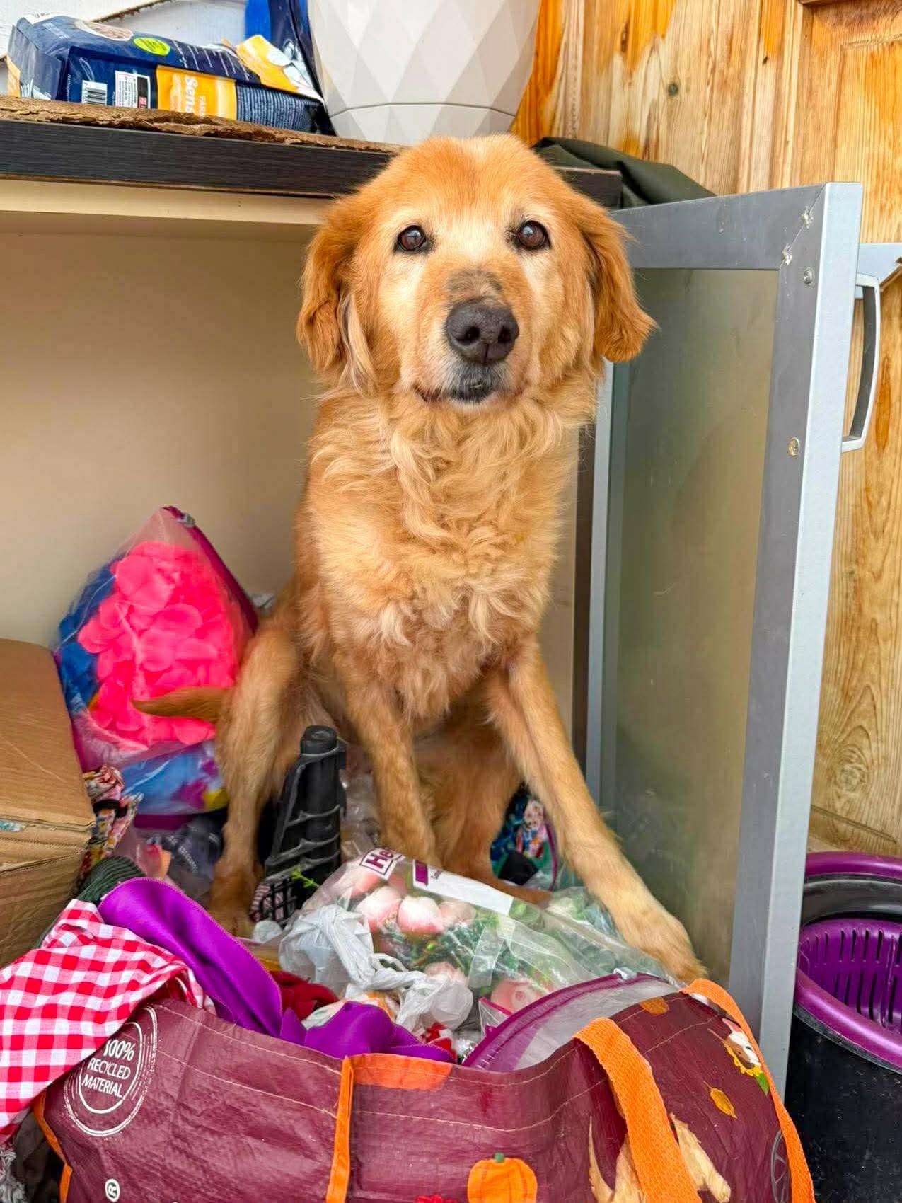 *ADOPTED* <br> Rosie 