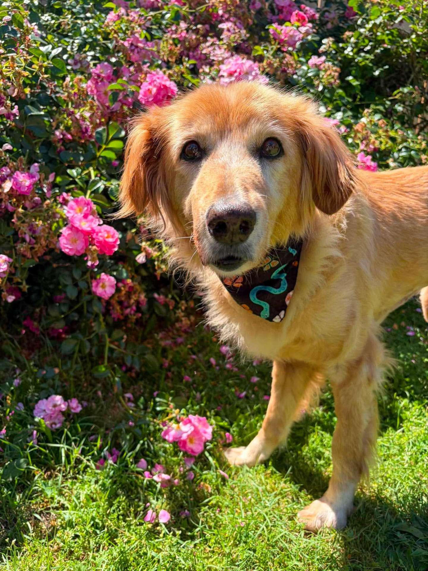 *ADOPTED* <br> Rosie 