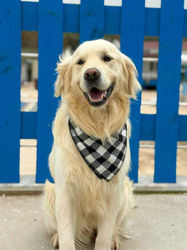 *ADOPTED* <br> Harvey 