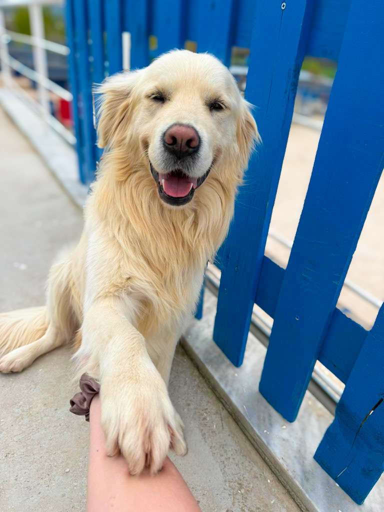 *ADOPTED* <br> Harvey 