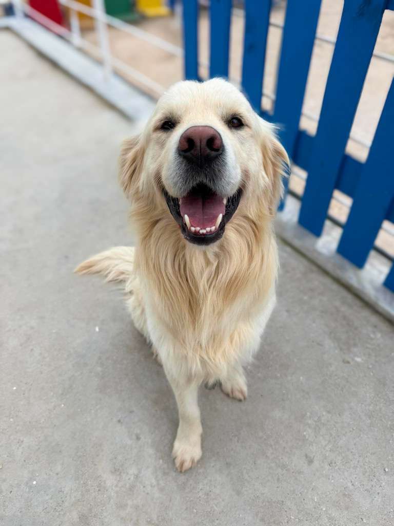 *ADOPTED* <br> Harvey 