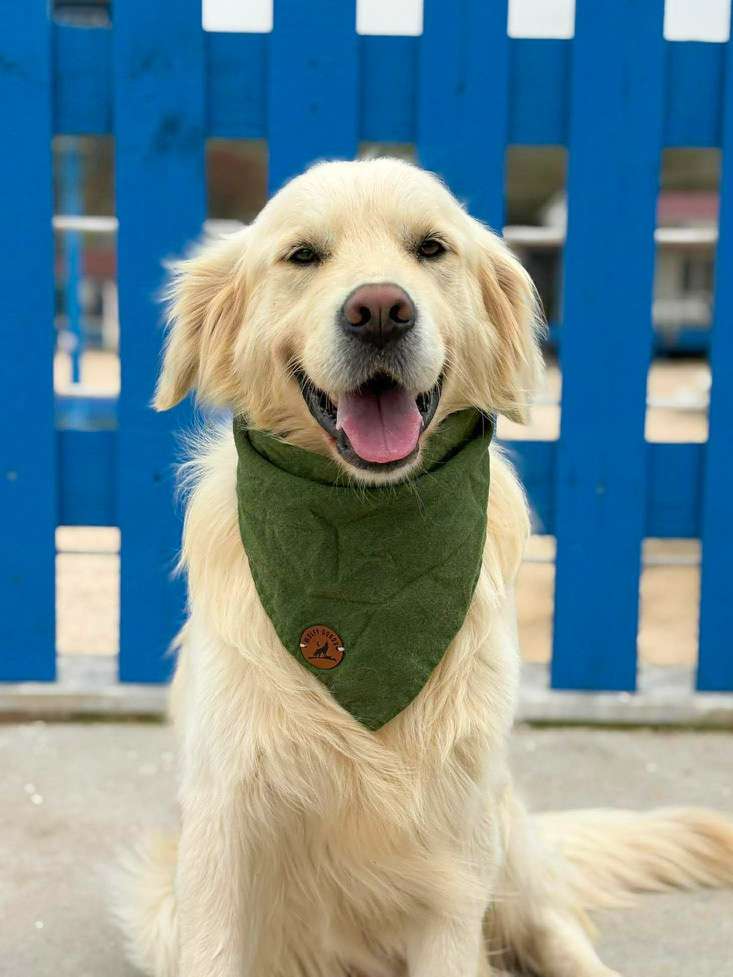 *ADOPTED* <br> Harvey 
