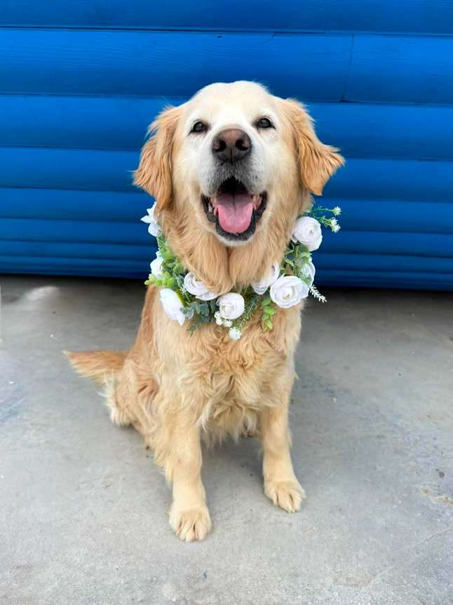 *ADOPTED* <br> Scarlett 