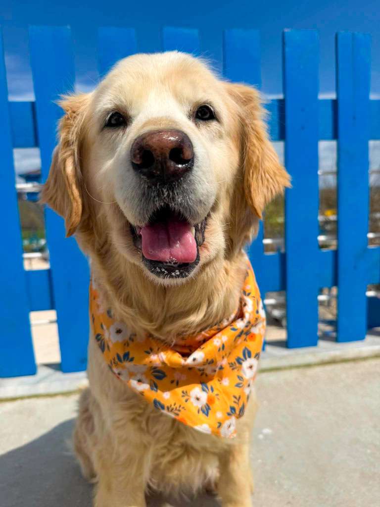*ADOPTED* <br> Scarlett 