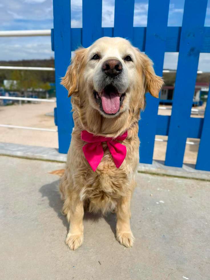 *ADOPTED* <br> Scarlett 