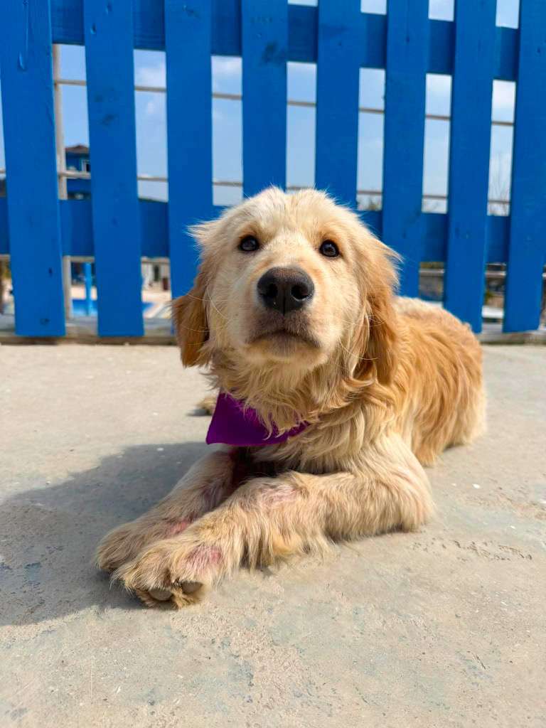 *ADOPTED* <br> Tatum 
