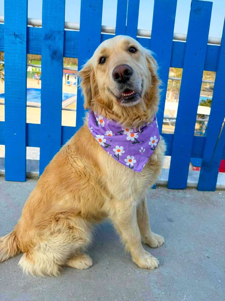 *ADOPTED* <br> Brie 