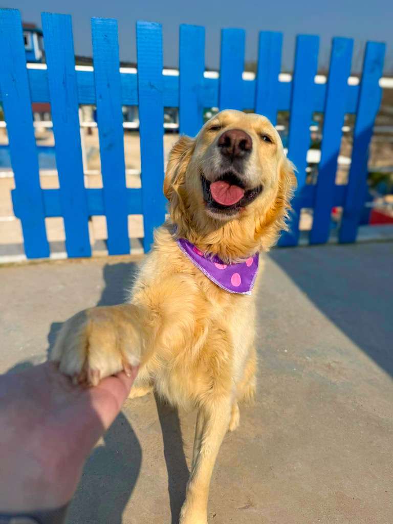 *ADOPTED* <br> Brie 